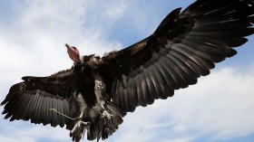 Storm Aftermath: Endangered Hooded Vulture, 5 Exotic Birds Fled Oakland Zoo Through Torn Mesh.