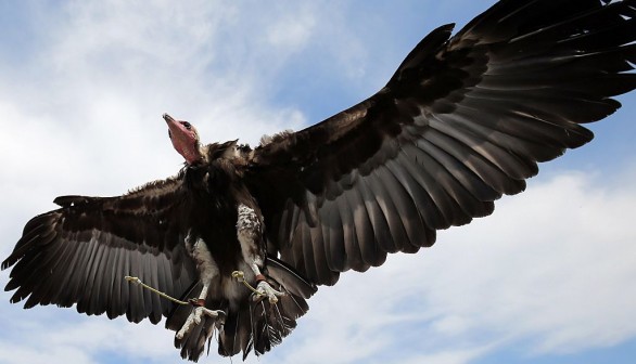 Storm Aftermath: Endangered Hooded Vulture, 5 Exotic Birds Fled Oakland Zoo Through Torn Mesh.