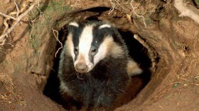 Protected Burrowing Badgers Take Over Netherlands Train Tracks