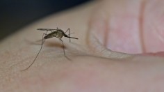 Invasive Mosquito Species From South America Now in Florida