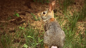 Cottontail