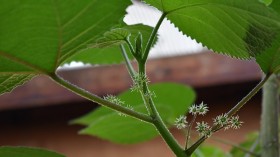 Poisonous Gympie-Gympie Plant Takes Mother Down with the Worst Pain