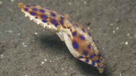 Highly Toxic Bites From Blue-Ringed Octopus Endured by Swimmer in Sydney