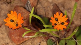 Deceptive Daisy Species in South Africa Creates Fake Flies for Pollination