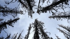 Montana Forests Struggle With Climate Change