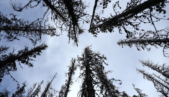 Montana Forests Struggle With Climate Change