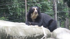 Escapee Andean Bear Ben From St. Louis Zoo Will Be Moved to Texas Zoo