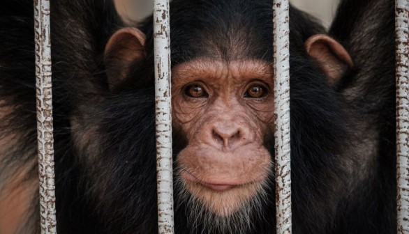 Congo Chimpanzee Attack