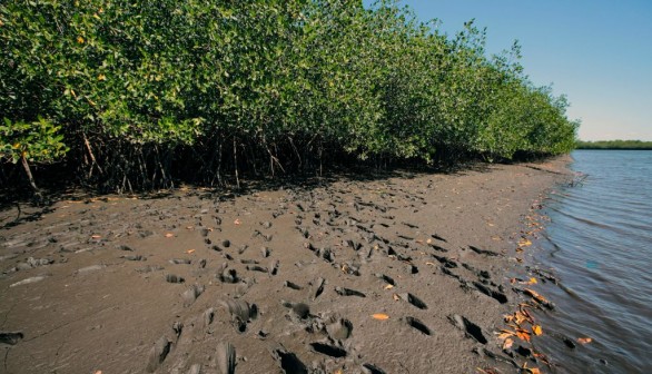 NICARAGUA-ECONOMY-WOMEN-BLACK SHELLS