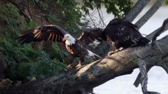 American Bald Eagles Nesting in Michigan Nature Center, Observers Welcome
