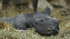 5-Day-Old Rhino Calf Dies of Internal Injuries in Australia Zoo