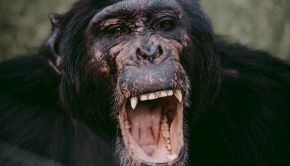 Uganda Baby Kidnapped by Chimpanzee Dies After Brief Revival