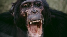 Uganda Baby Kidnapped by Chimpanzee Dies After Brief Revival