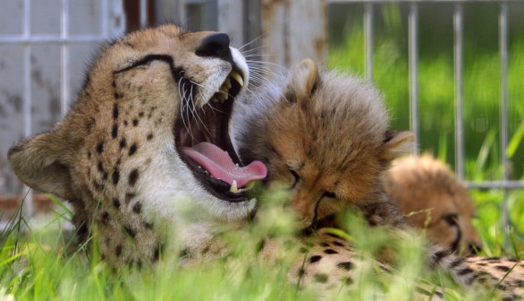 70-Year Extinction Ends as Namibia Cheetahs Give Birth to Four Cubs in India