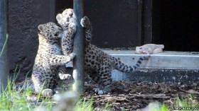 Amur leopard cubs, Twycross Zoo