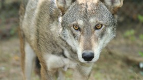 Rare Wild Red Wolf in California Trail Camera is One of 17 Adults Left