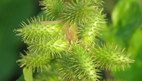 Noxious Weed in South Korea Regenerates Skin with Collagen but Kills with Overdose