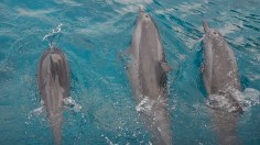 Hawaii Conservation Refers 33 Snorkelers to Feds For Dolphin Harassment