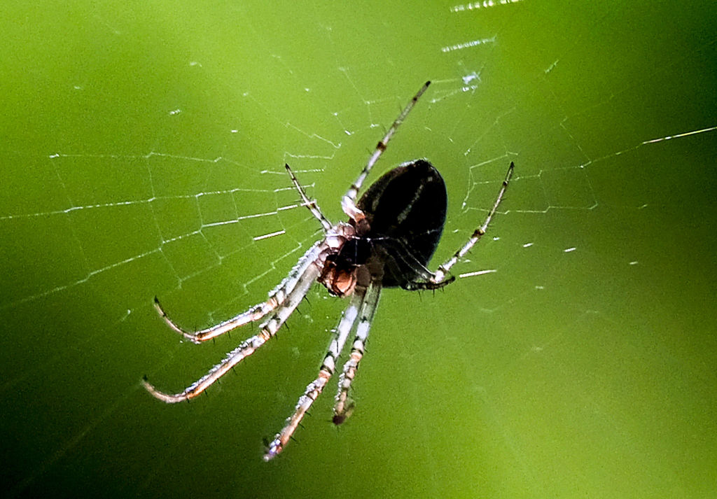 These spiders 'catapult' themselves to avoid getting eaten after