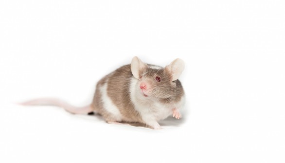 Lab Mice Became Anxious After Scientists Raised Heart Rate to 900 Beats per Minute