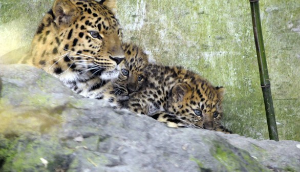 World's Rarest Big Cat: Endangered Amur Leopard in San Diego Zoo Gives Birth to Twin Cubs