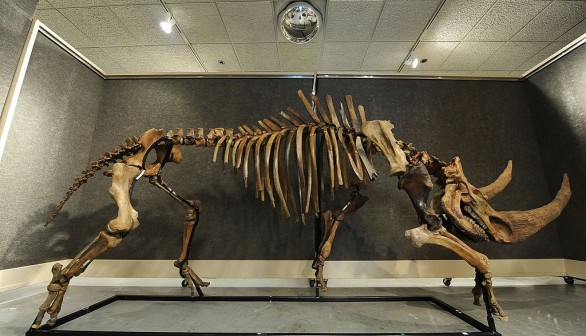 A massive woolly rhinoceros skeleton fro