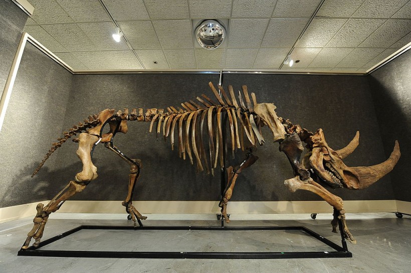 A massive woolly rhinoceros skeleton fro