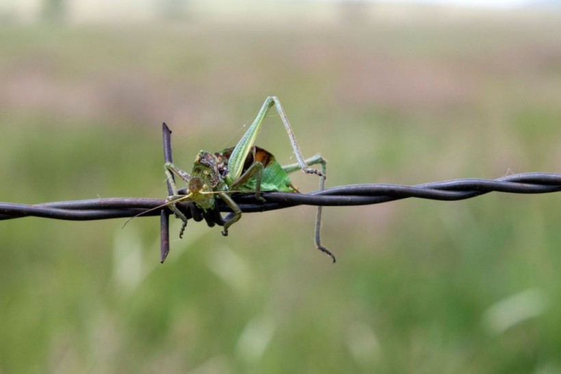 Grasshopper Genome