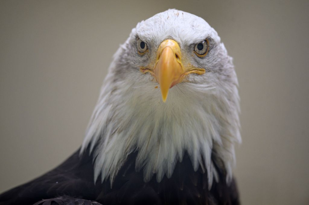 Bald Eagle That Went Viral for Protecting Eggs Loses Surviving Chick