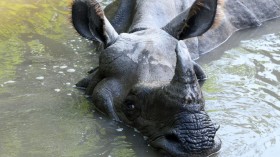 15-Year-Old One-Horned Rhino Jontu Euthanized After Complex Gut Illness in Omaha Zoo