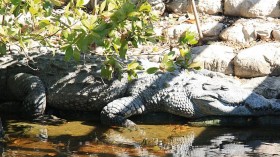 Largest Everglades Crocodile 