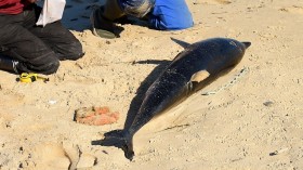 Another Dead Dolphin Beached on New Jersey Coasts, 24th Carcass Recorded in 5 Months