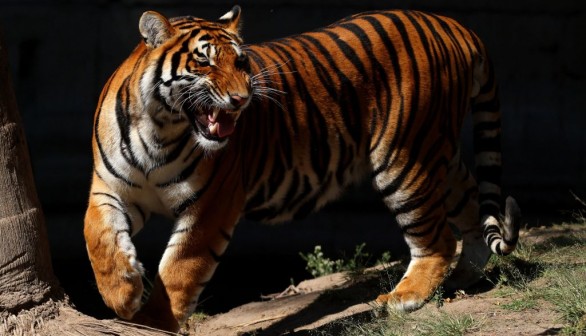 MEXICO-ANIMAL-ZOO-FEATURE