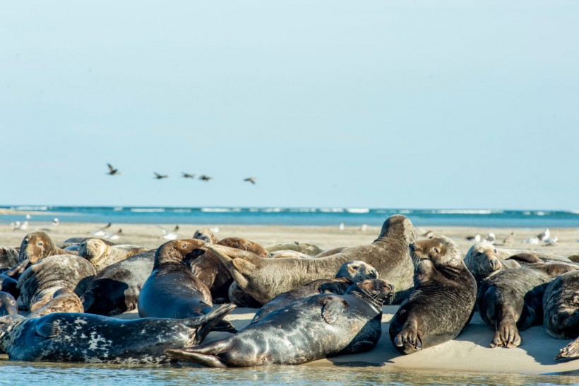 New England Seal Deaths