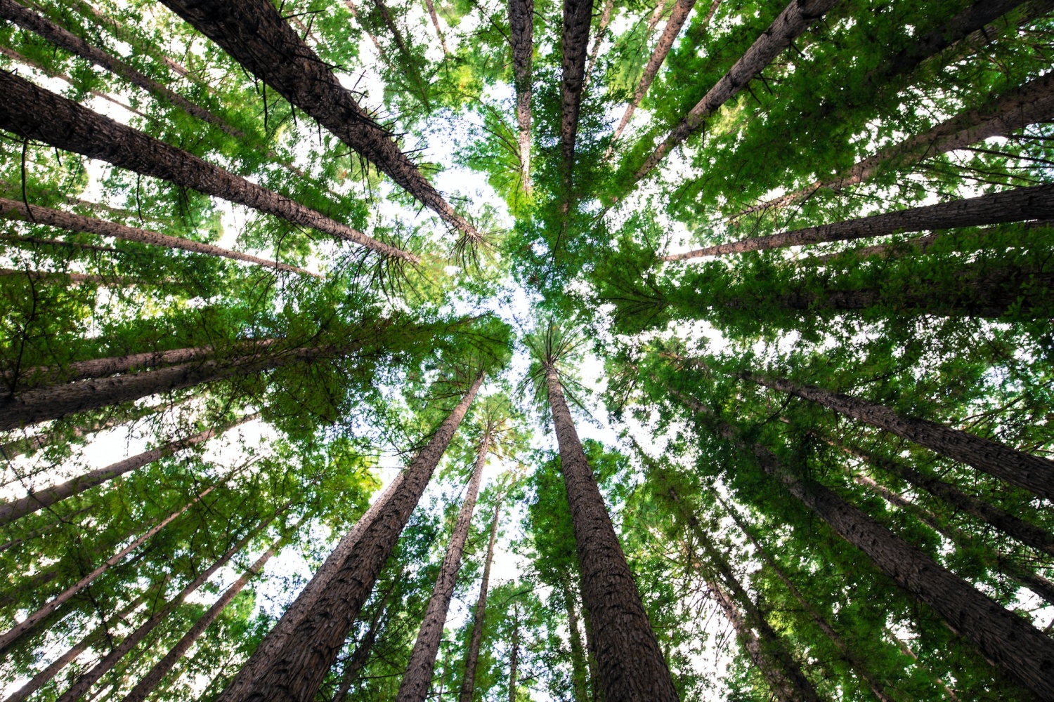 interesting-facts-about-the-5-tallest-and-oldest-trees-in-the-world