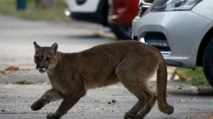 Big Cats on the Prowl: Five Mountain Lions Roam Around Colorado Neighborhood First Night of April