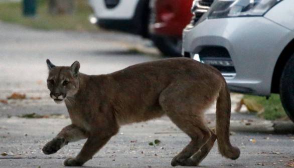 Big Cats on the Prowl: Five Mountain Lions Roam Around Colorado Neighborhood First Night of April