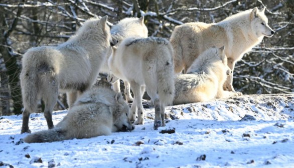 FRANCE-ANIMAL-ZOO-ENVIRONMENT