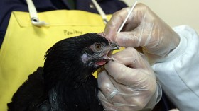 Minnesota Reports Year's First Case of Bird Flu, 114 Chickens Infected