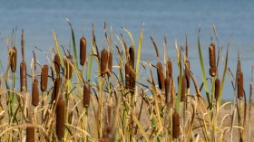 Endangered Plant Cattails Taken Home in Bundles, Illegal Harvesters in New York Charged