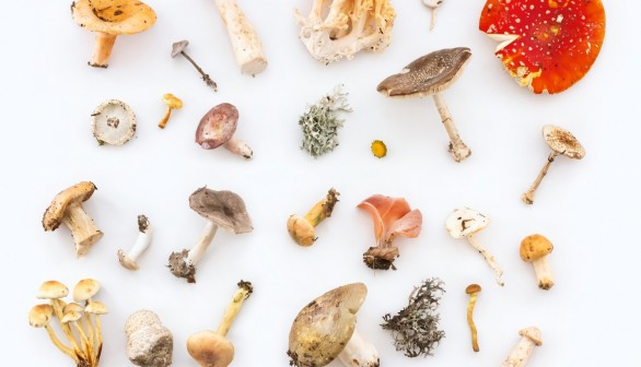 5 Rarest and Weirdest Mushrooms