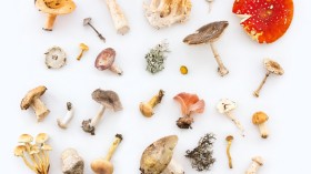 5 Rarest and Weirdest Mushrooms