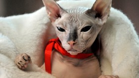 Unique Pets: Getting to know the Extrovert Sphynx Cat