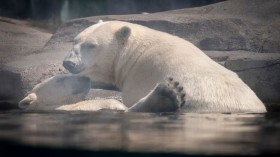 7 Polar Bear Body Movements and What They Mean