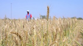 SENEGAL-AGRICULTURE-ECONOMY-FOOD