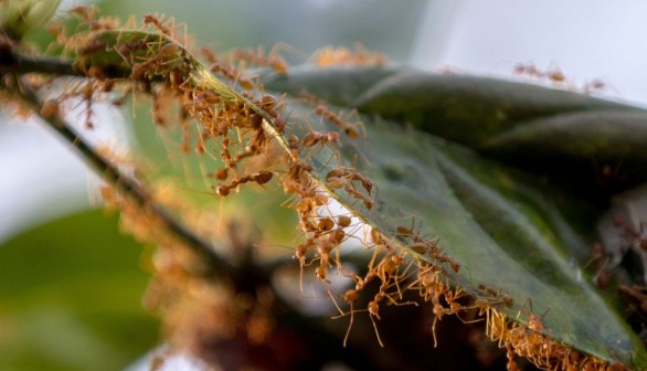 Leaf-Litter Ants