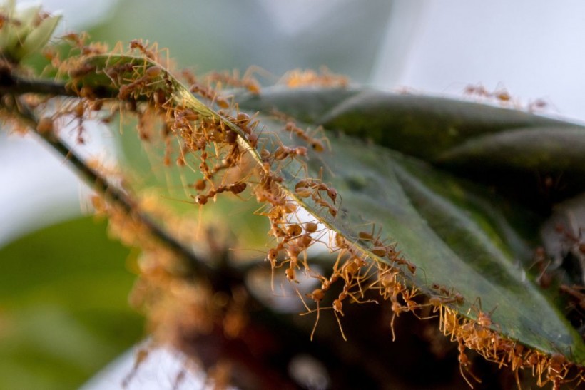 Leaf-Litter Ants
