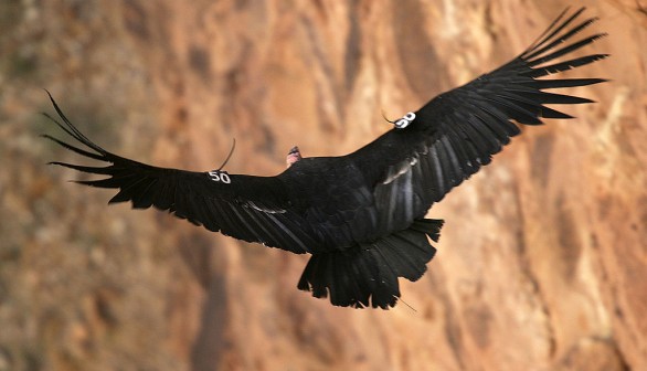 Endangered Condors Threatened With Lead Poisoning