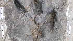 Tyrannosaurus rex tracks