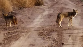 Recent Coyote Attacks 24th in Metropolitan Phoenix, Warnings Reissued